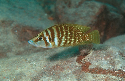 Altolamprologus calvus 'Chisanze' (Yellow)